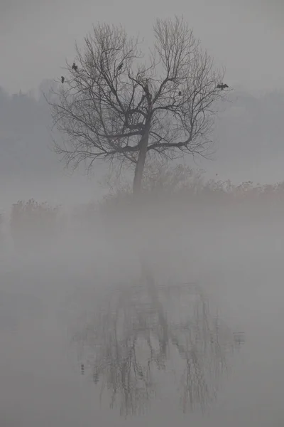 Pionowe Ujęcie Śmiałego Drzewa Pobliżu Jeziora Pokrytego Mgłą — Zdjęcie stockowe
