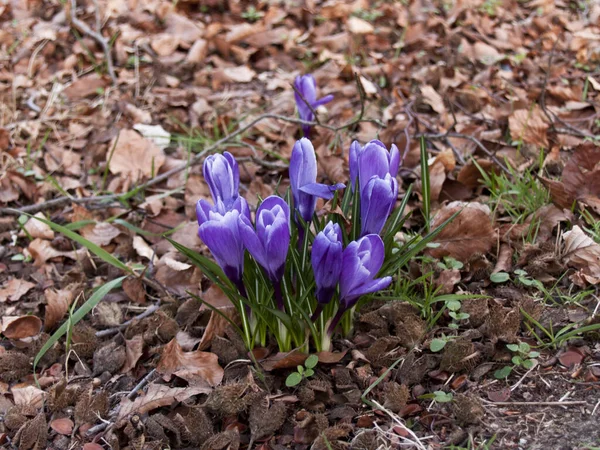 Grupa Pięknych Głębokich Purpurowych Kwiatów Crocus Vernus Otoczona Suchymi Opadłymi — Zdjęcie stockowe