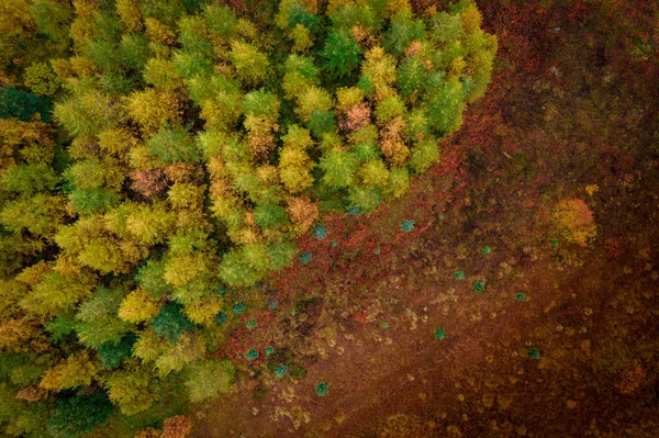 Uma Vista Aérea Uma Floresta Com Árvores Coloridas Outono — Fotografia de Stock