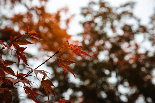 Seletivo Folhas Bordo Uma Árvore Colo Outono — Fotografia de Stock