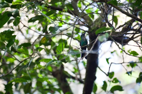Mise Point Sélective Oiseau Colibri Sur Branche — Photo