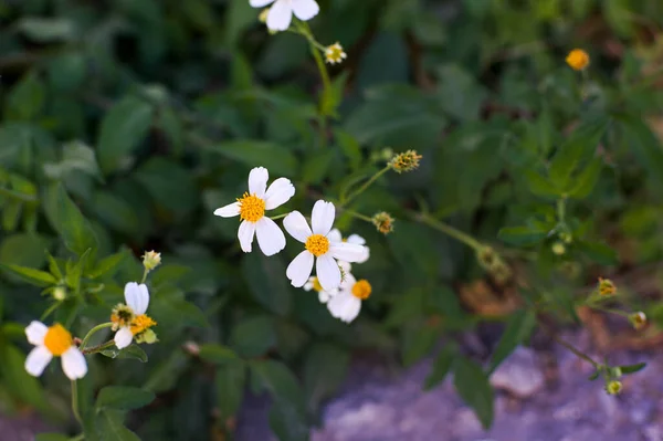 Selective Focus Shot Blooming Bidens Alba Flowers — Stock Photo, Image
