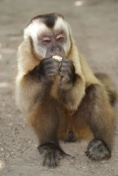 Vertical Shot Wild Capuchin Monkey Ground Eating Something — Stockfoto