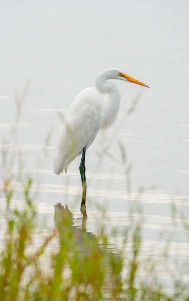 Вертикальний Знімок Білої Пташки Біля Берега Озера — стокове фото