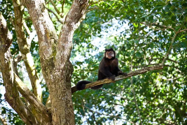 Low Angle Shot Monkey Tree Branch — Fotografia de Stock