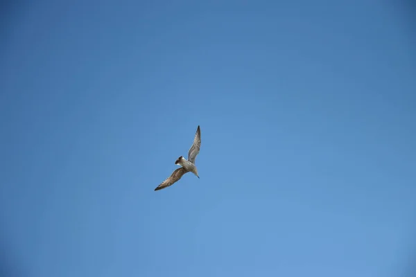 Low Angle Shot Sea Gull Flying Blue Sky — Stockfoto