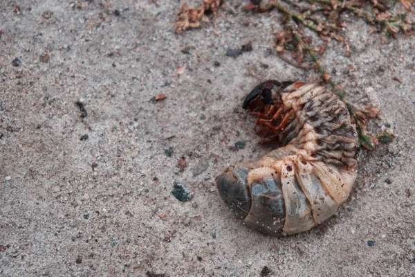 Böceğin Yüksek Açılı Görüntüsü Kumdaki Larvası — Stok fotoğraf