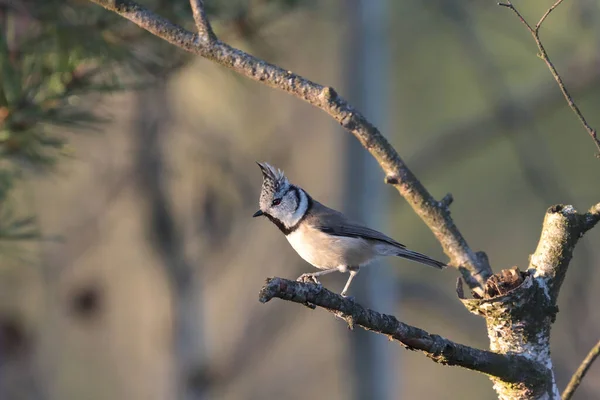 Closeup Shot Beautiful Crested Tit Bird Perched Leafless Twig Forest — Stockfoto