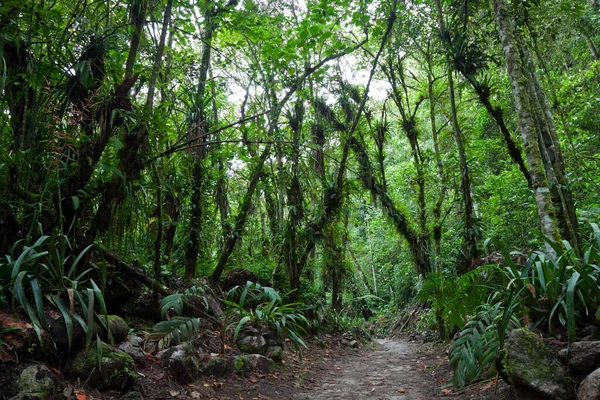 Empty Pathway Middle Forest — Fotografia de Stock