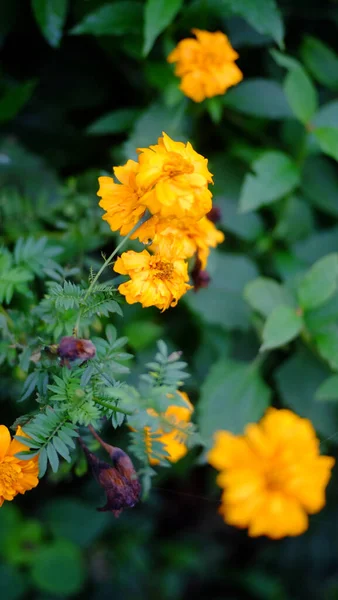 Vertical Closeup Yellow Marigold Flowers Leaves Outdoors — стоковое фото