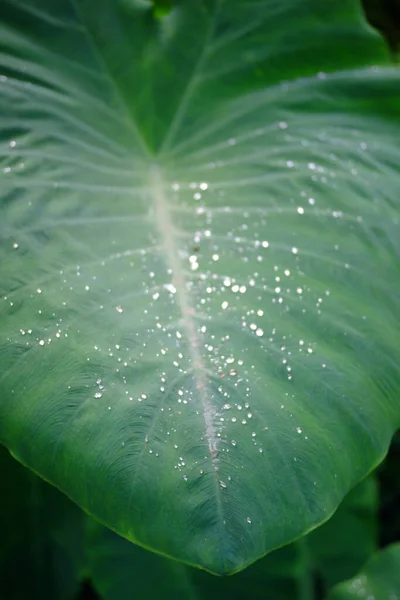 Vertical Closeup Large Green Leaf Outdoors — Stock Photo, Image