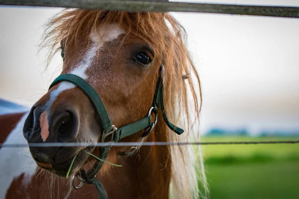 Closeup Shot Brown Horse Farm Day — Stock Photo, Image