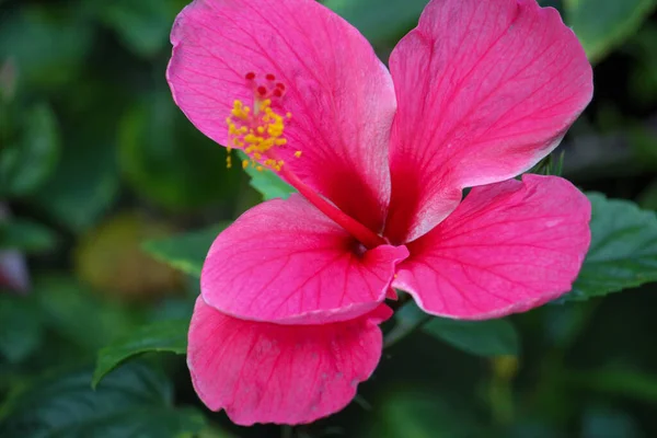 Closeup Hawaiian Hibiscus Blooming Garden — Fotografia de Stock