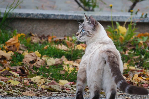 Primo Piano Simpatico Gatto Dagli Occhi Azzurri Che Cammina Sulle — Foto Stock