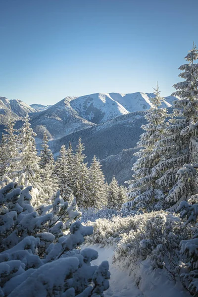 Beautiful Shot Trees Tatra Mountains Winter Poland — 图库照片