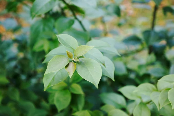 Enfoque Selectivo Una Planta Hojas Verdes — Foto de Stock