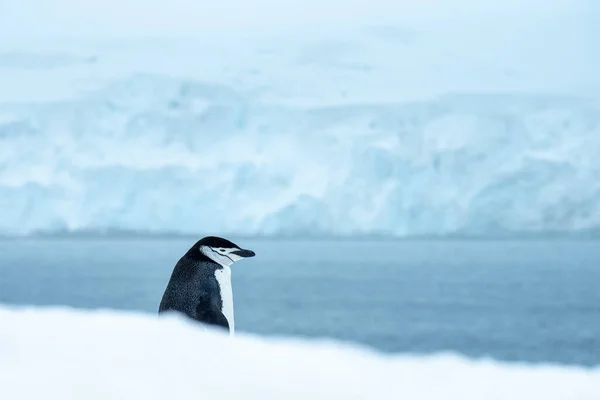 Pingwin Chinstrap Lodzie Świetle Dziennym Antarktydzie Zamazanym Tłem — Zdjęcie stockowe