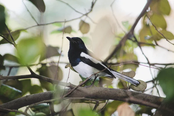 Male Copsychus Saularis Perched Tree — Fotografia de Stock