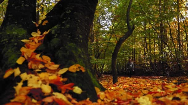 在美丽的秋天森林里散步的年轻人 树叶呈橙色 — 图库视频影像