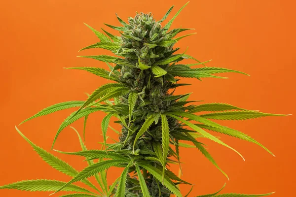 Eine Nahaufnahme Knospe Marihuana Karamell Auf Orangefarbenem Hintergrund Mit Platz — Stockfoto