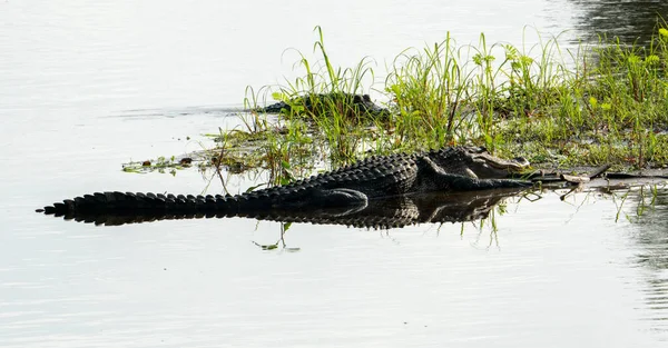 Alligator Swimming Lakeshore — Stock Photo, Image