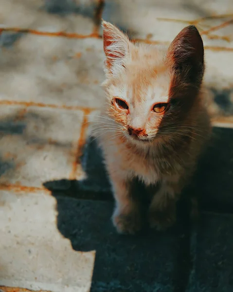 Een Verticaal Close Shot Van Een Prachtig Oranje Katje Een — Stockfoto