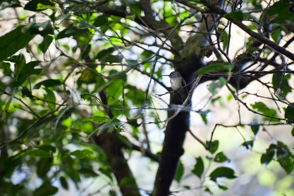 Вибірковий Фокус Птаха Колібрі Гілці — стокове фото