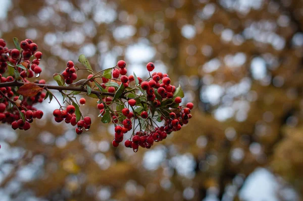 Zdjęcie Bliska Czerwonych Jagód Hawthorn Rosnących Drzewie Lesie Rozmytym Tle — Zdjęcie stockowe