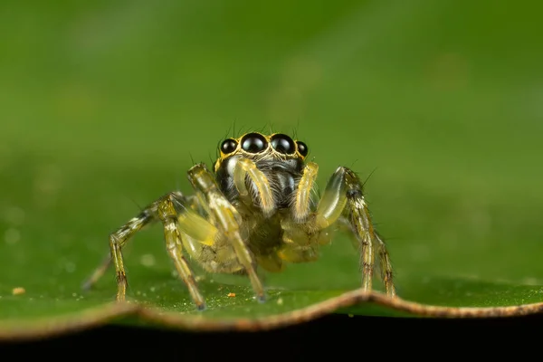 Een Close Shot Van Een Spin Het Groene Blad — Stockfoto