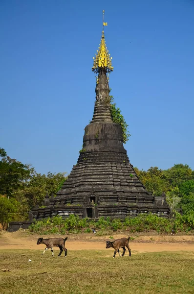 Plano Vertical Templo Histórico Mrauk Myanmar —  Fotos de Stock