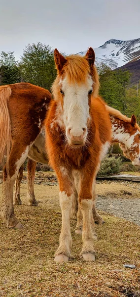 Cavallo Bruno Bianco Pascolare Nel Campo Nel Suo Habitat Naturale — Foto Stock