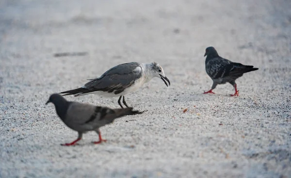 Kumlu Bir Bölgede Bir Çift Güvercin Bir Martı — Stok fotoğraf