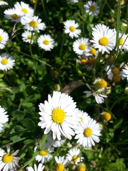 Closeup Shot Daisies Meadow Sunny Day — Stockfoto