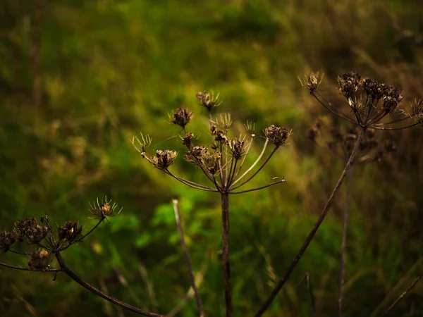 Selective Focus Shot Cow Parsley Field Outdoors — Stock Fotó