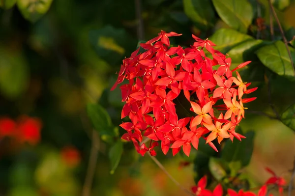 Closeup Shot Blooming Red Ixora — Stock Photo, Image