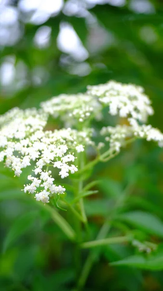 Függőleges Makró Felvétel Fehér Bodza Virágokról Zöld Levelekről — Stock Fotó