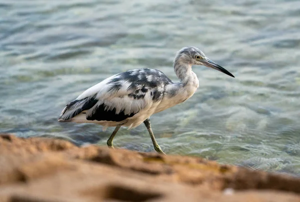 Beautiful Small Gray Heron Coast Lake — Stockfoto