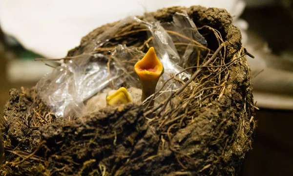 Closeup Little Birds Open Beaks Waiting Food Nest — Stock Photo, Image