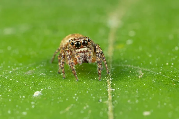 Closeup Shot Spider Green Leaf — 图库照片