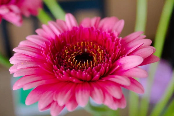 Közelkép Egy Gyönyörű Rózsaszín Barberton Százszorszép Gebera Jamesonii Virág Homályos — Stock Fotó