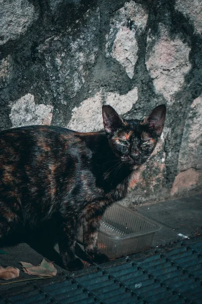 東洋のショートヘアの猫のクローズアップショット屋外 — ストック写真