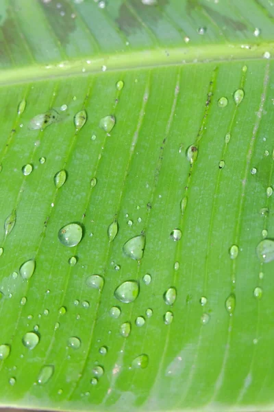 Вертикальний Макрознімок Зеленого Листа Ватерропсом — стокове фото