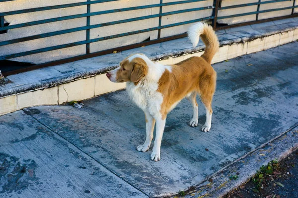 Zbliżenie Strzał Brązowo Białym Ulicznym Psie — Zdjęcie stockowe