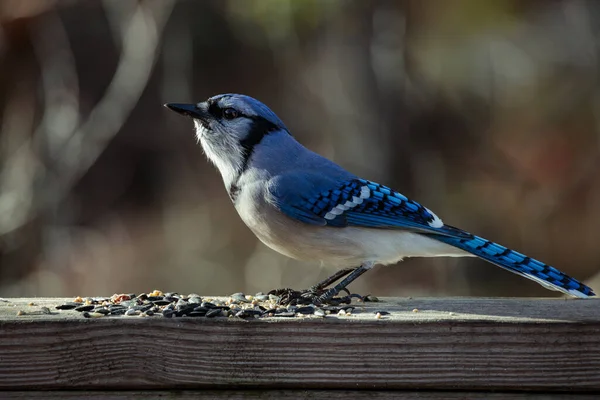 Close Shot Beautiful Bluejay Eating Seeds Deck Railing Blurred Background — Stockfoto