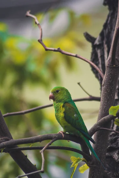 Closeup Shot Plain Parakeet Parrot Tree Branch — Fotografia de Stock