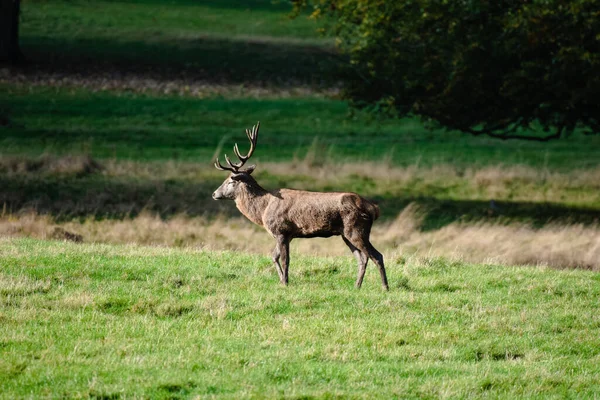 Een Uitzicht Een Prachtige Eland Ontspannen Zijn Habitat — Stockfoto