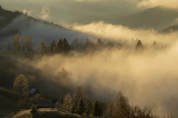 Krásný Výhled Les Pokrytý Mlhou — Stock fotografie