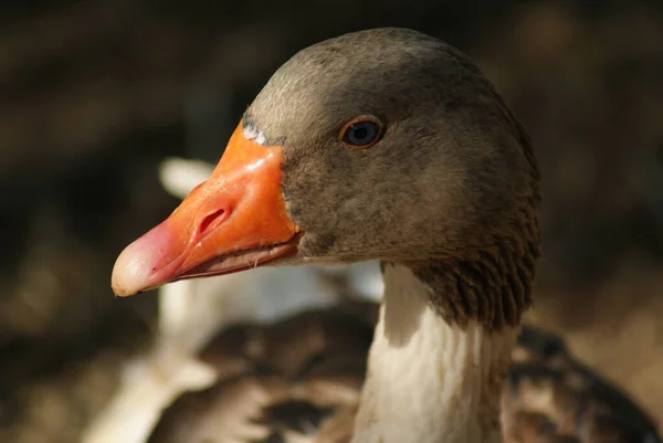 Egy Közeli Felvétel Egy Vad Szürke Libafejről Napfény Alatt — Stock Fotó