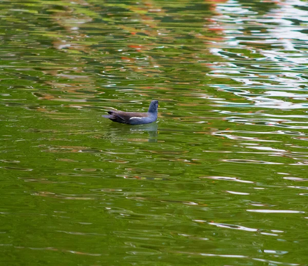Kolorowa Kaczka Pływająca Zielonej Falistej Wodzie Dzika Przyroda — Zdjęcie stockowe