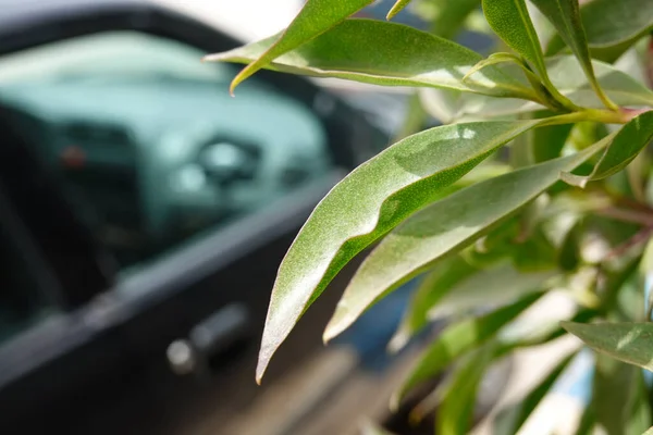 Piękny Makro Strzał Zielonych Liści Roślin Pod Słońcem — Zdjęcie stockowe